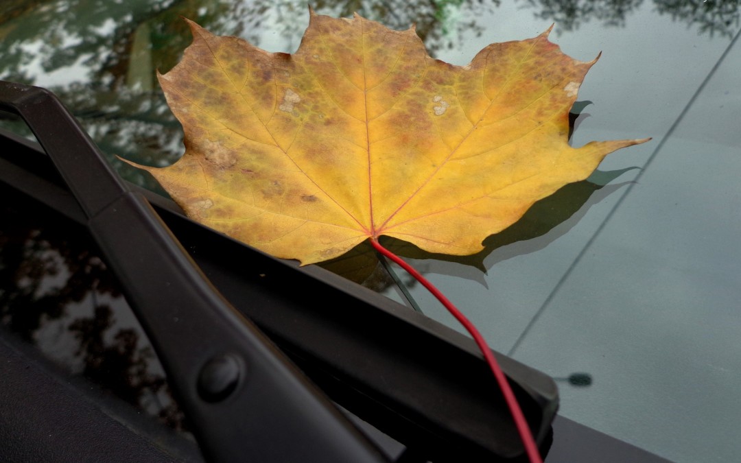 This Week at The Ace Magazine: August 31 – September 4, 2015