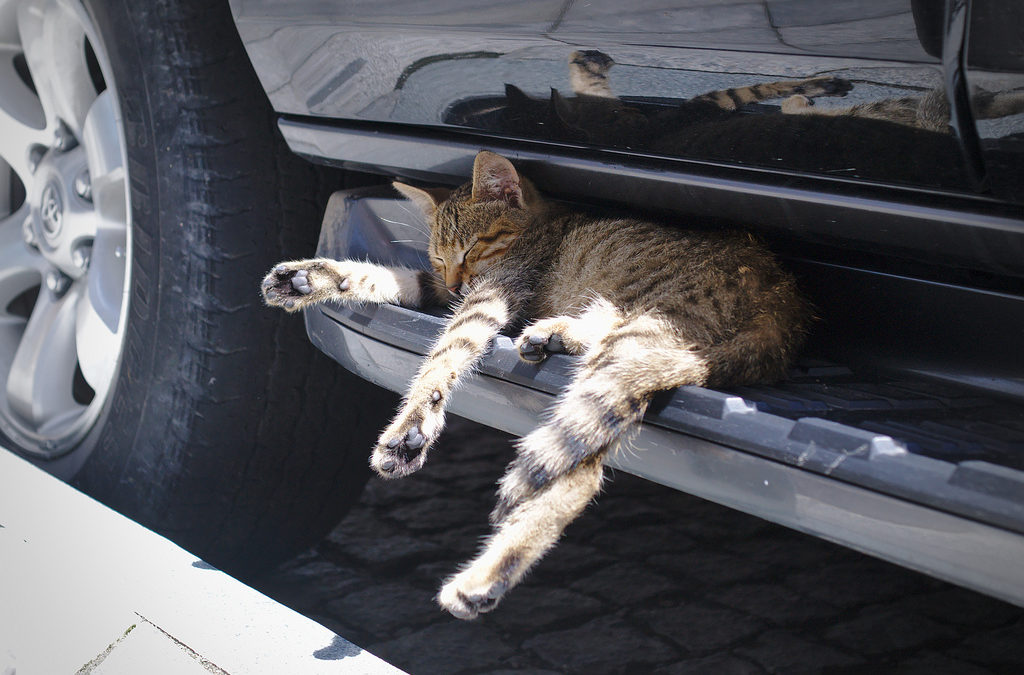 Weekend Events at The Ace Magazine: October 14 – October 16, 2016