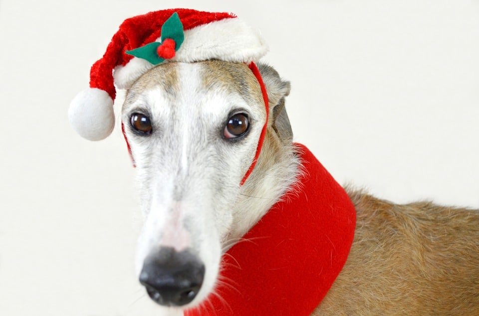 Weekend Events at The Ace Magazine: December 23 – December 25, 2016